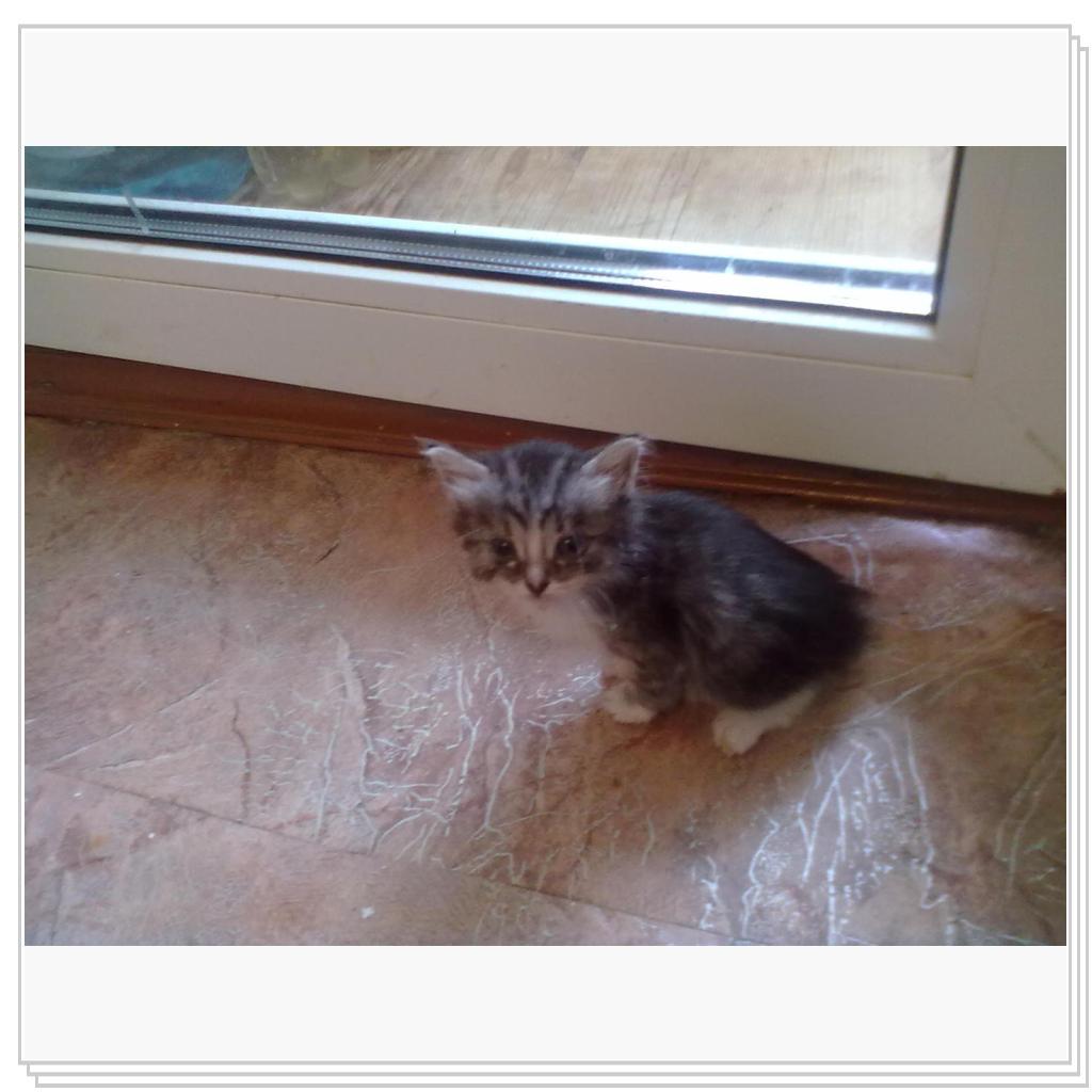 Дашенька чудо котёнок