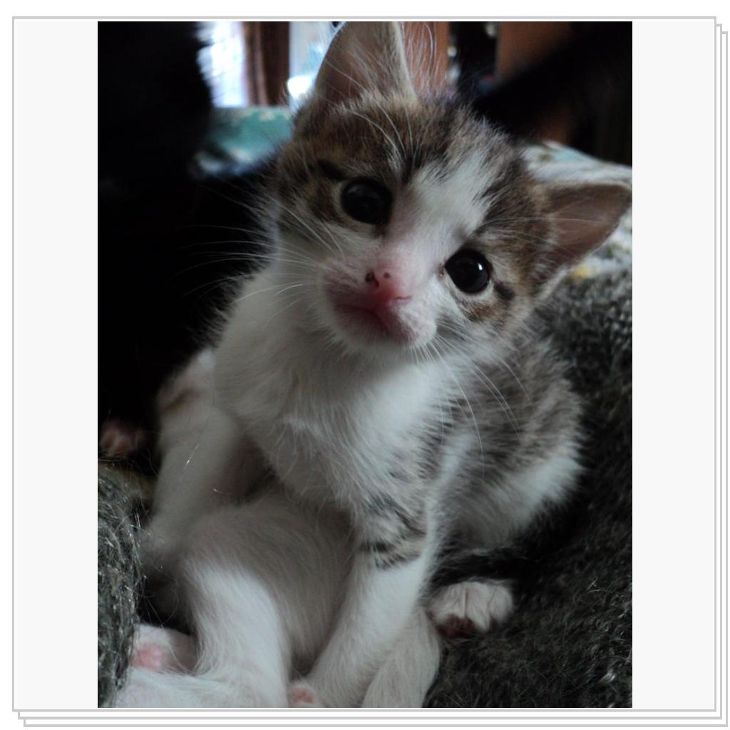 Любопытство