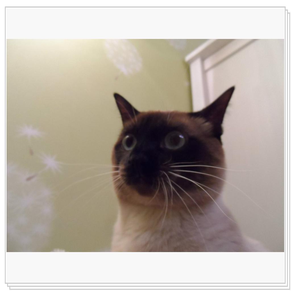 Немного котов..