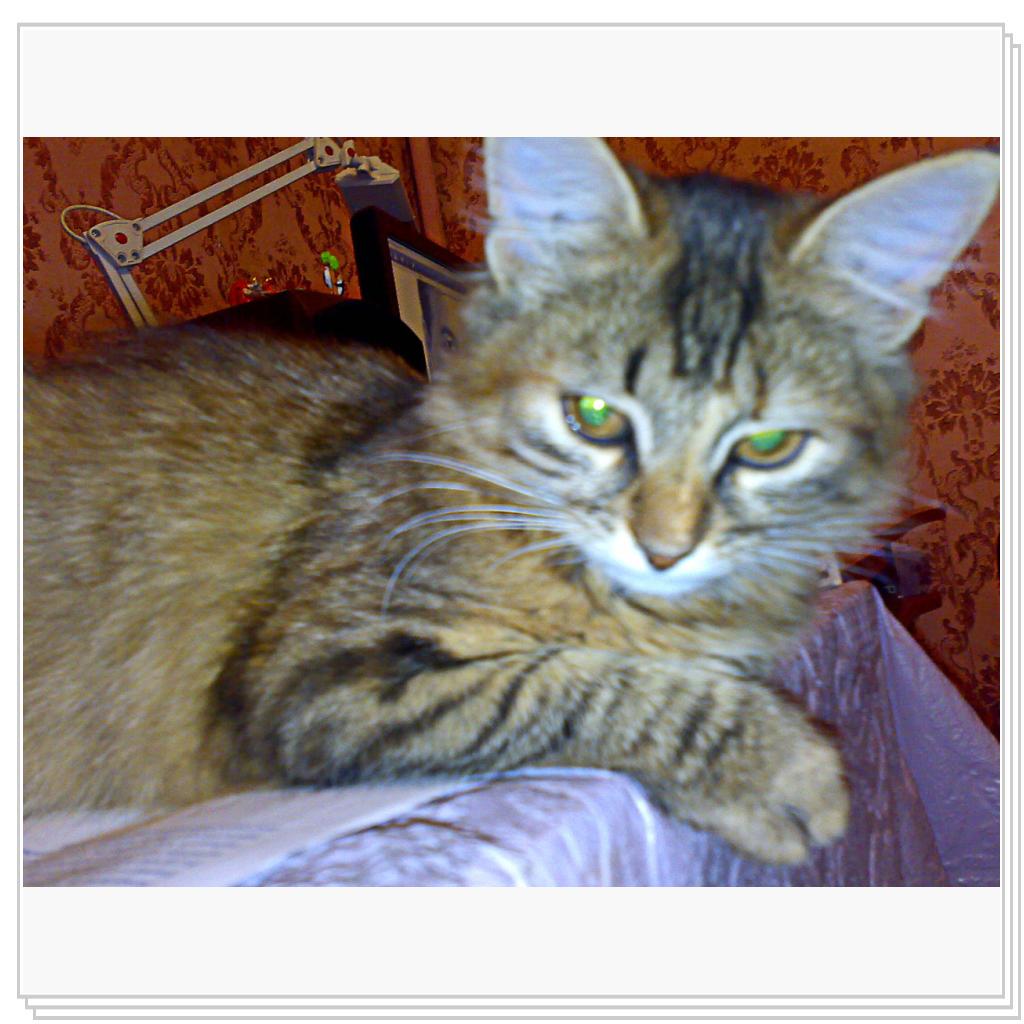 Мои питомцы