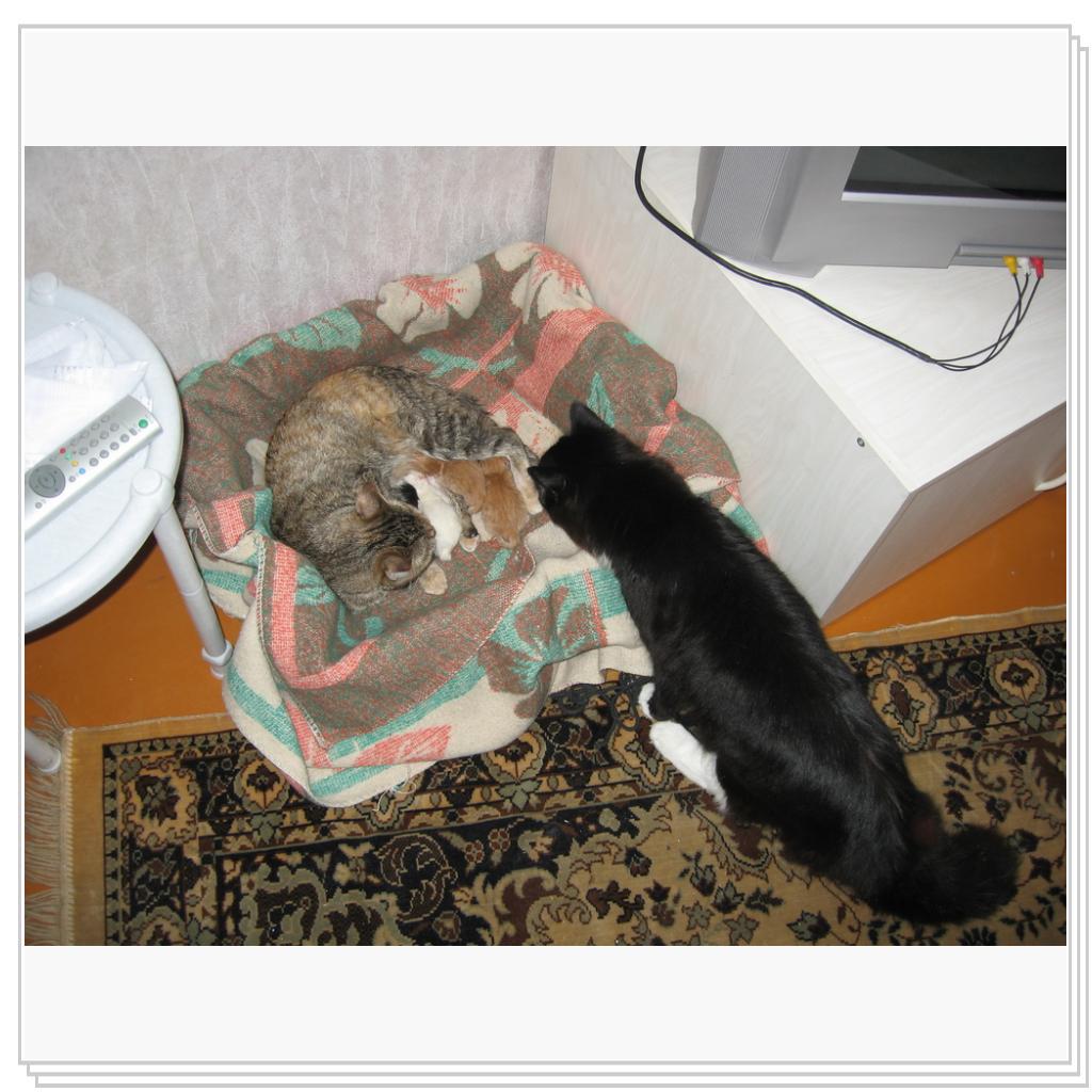 Котята родились через год совместной жизни...давно это было, аж в 2009 году!