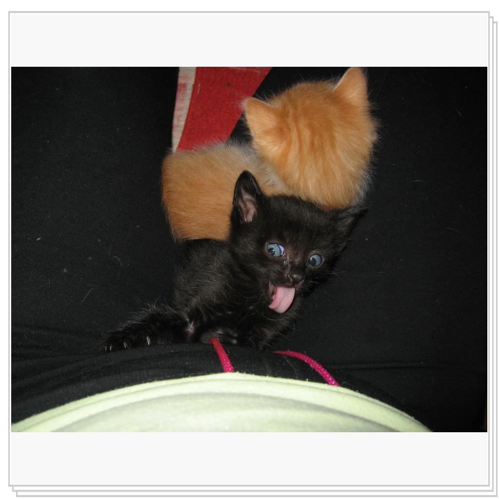 вы еще мои когти не видели!