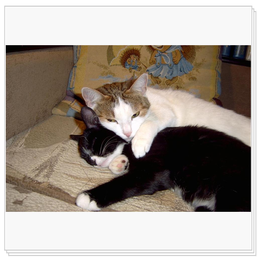 Кошачья любовь.. некоторым людям поучиться бы..