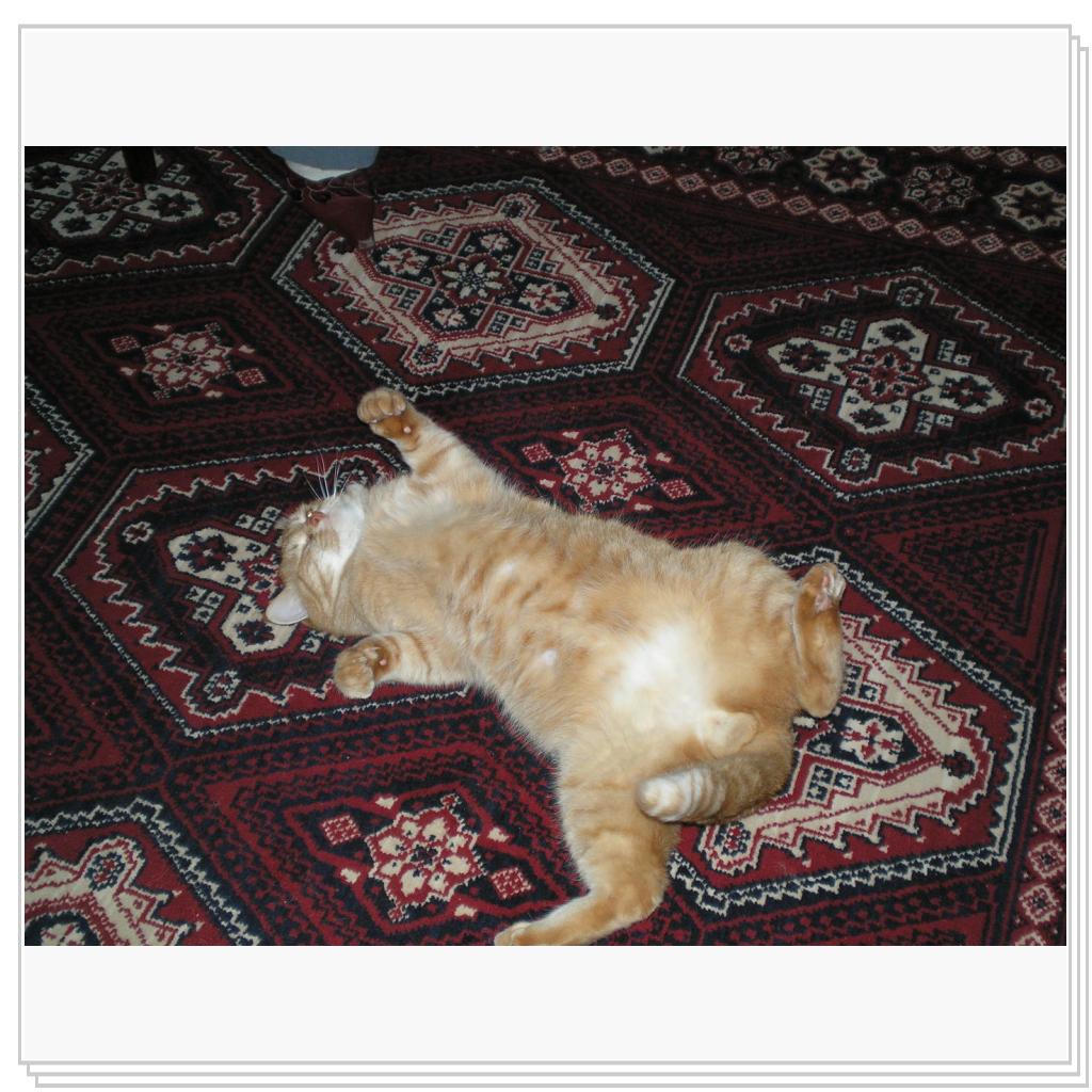 Рыжий Котик Персик - Рыжее Счастье