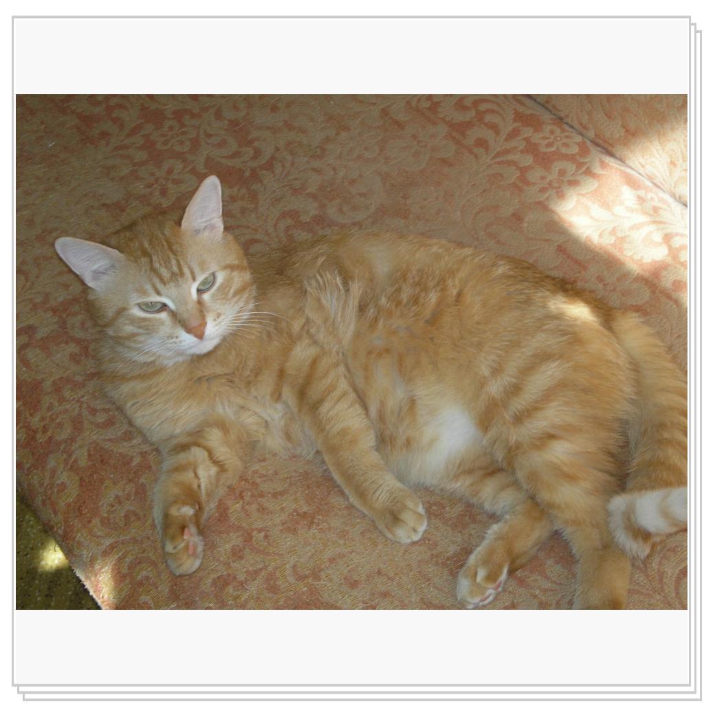 Рыжий Котик Персик