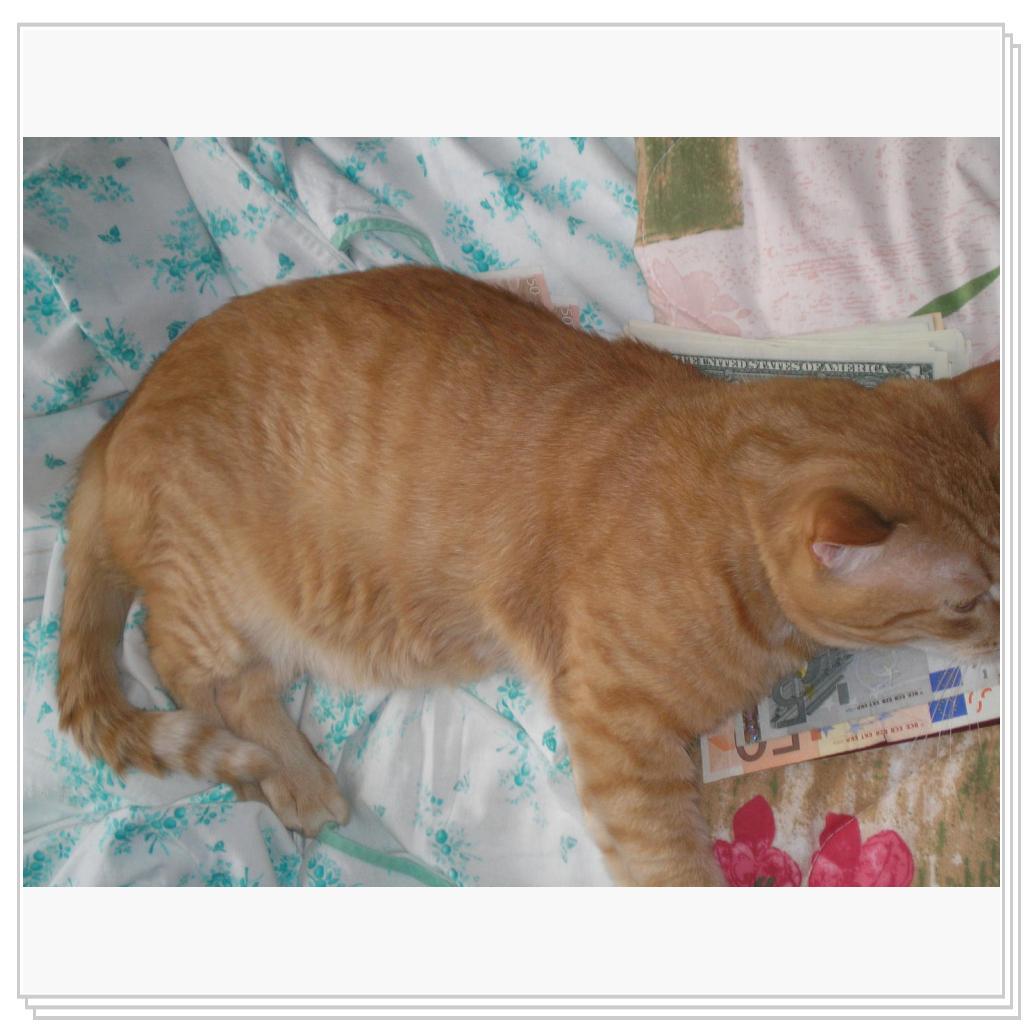 Рыжий Котик Персик - Финансовое Благополучие