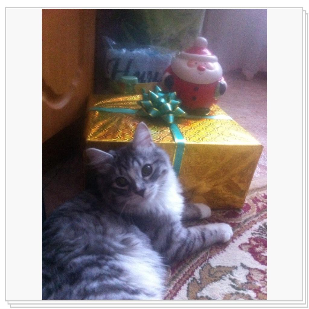 С Новым Годом мяууу