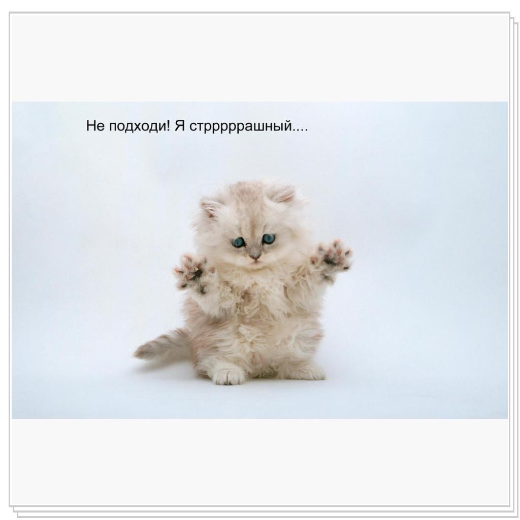 Котенок-мафиози