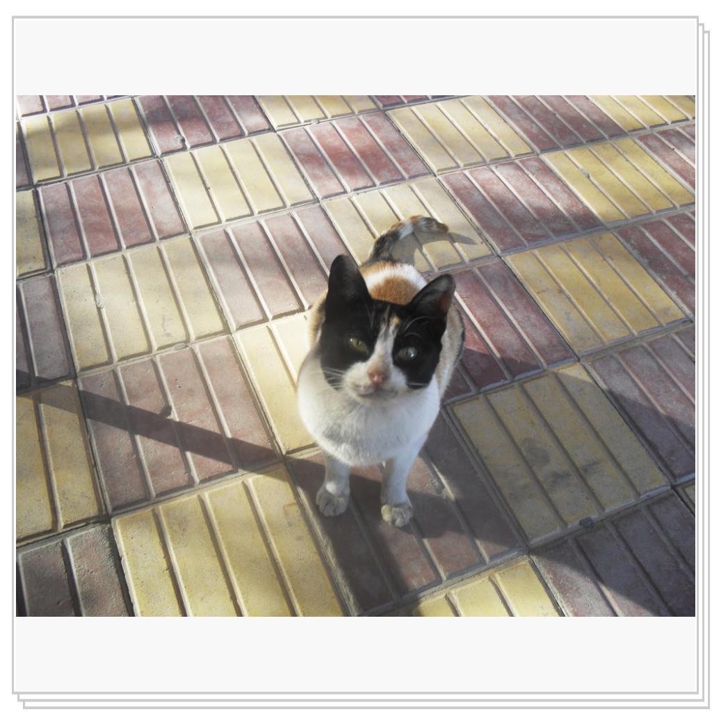 Кошки Eгипта