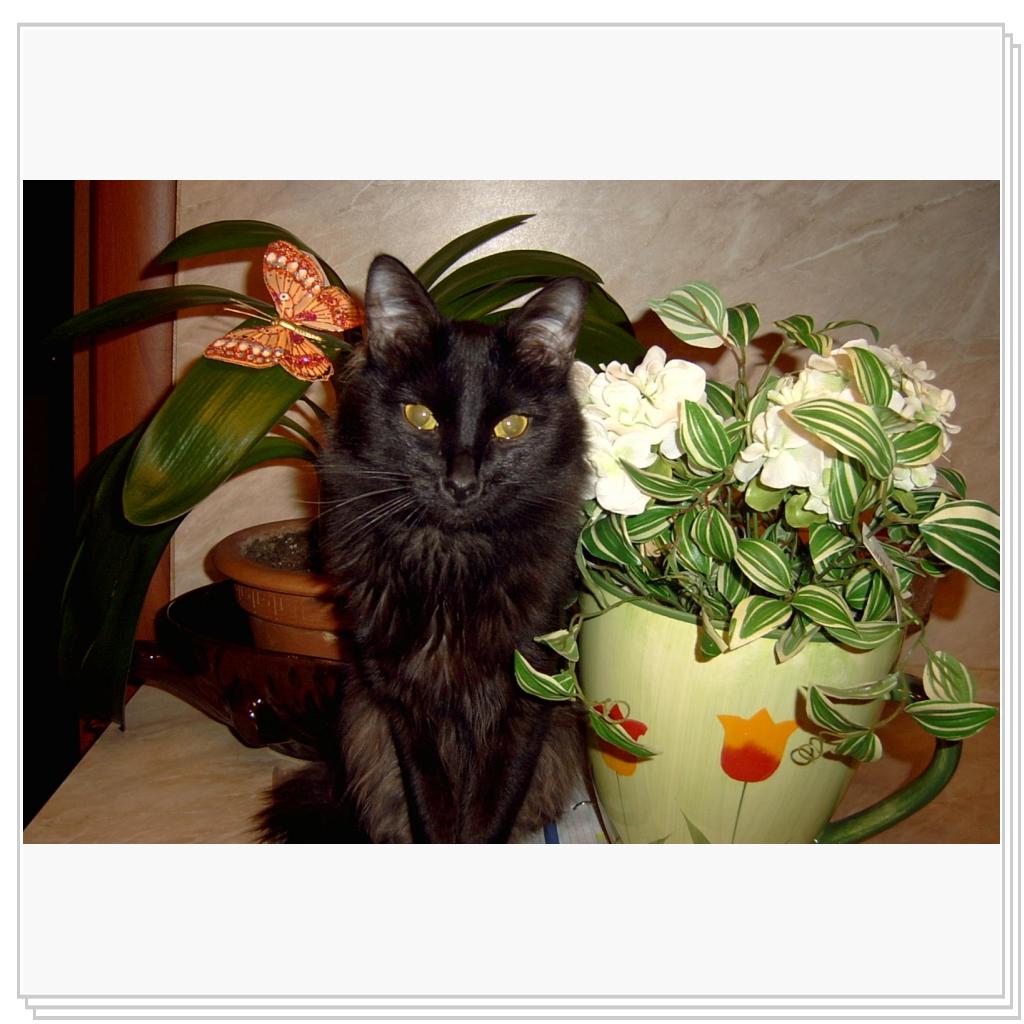 Красивому коту- красивое окружение!!!