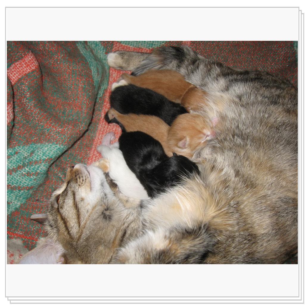 Кормление...