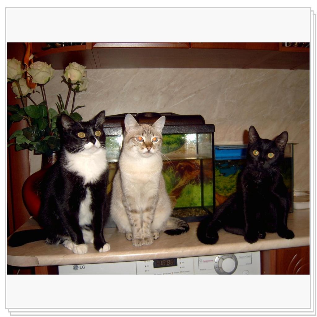 Джима,Дынча,Сева