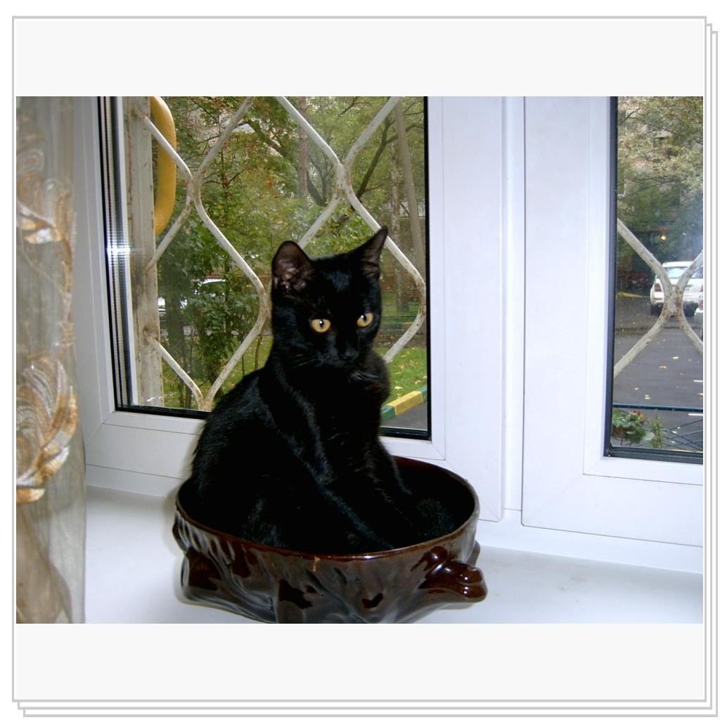 Сева размышляет это миска или лоток ?????