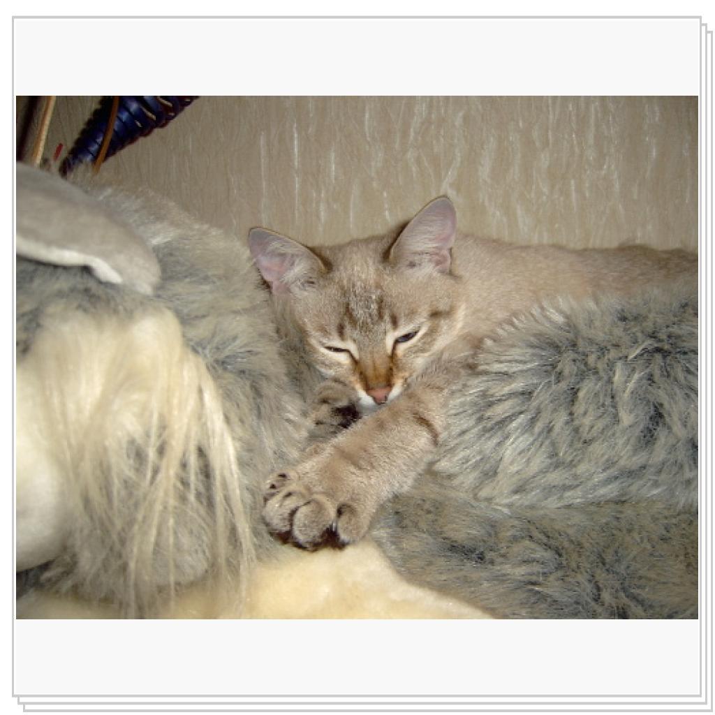 Дынча. Вот так я сплю...