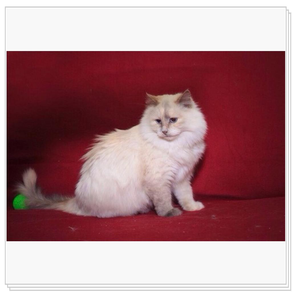 Просто кошки