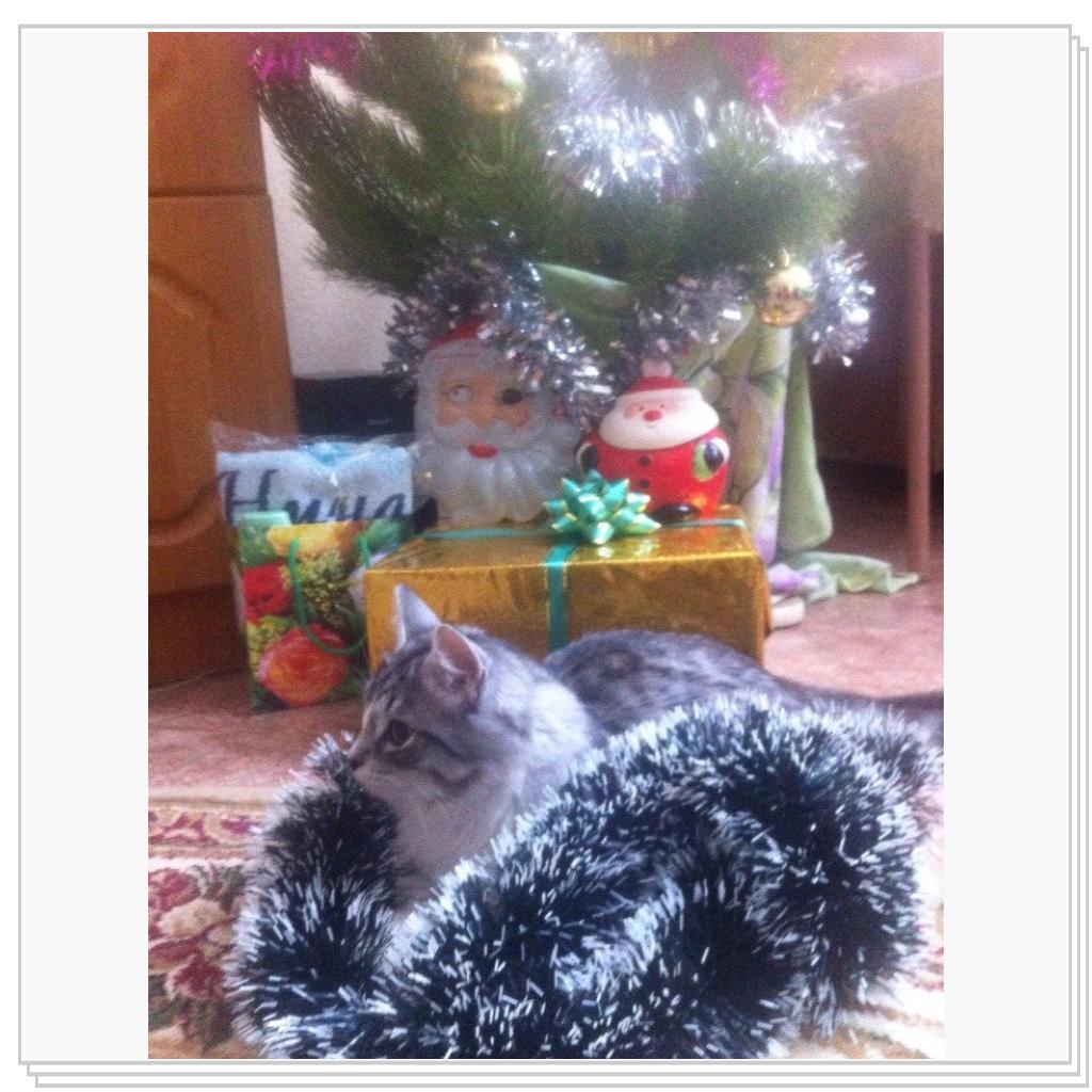 С Новым Годом мяууу