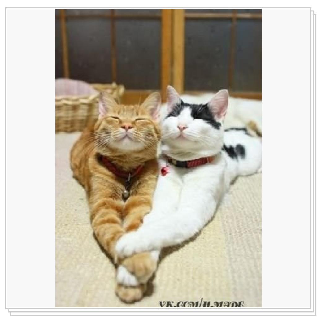 Просто кошки