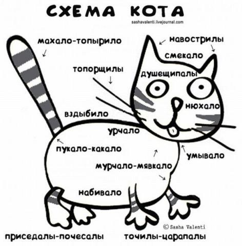 схема кота