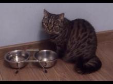 Preview image for the vneshnee video youtube &quot;Шотландская кошка. Просит еду. (Scottish cat. Requests food.)&quot;.