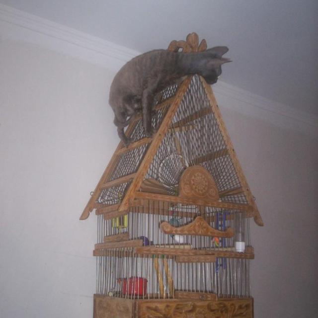 Ой, а где же птички?!