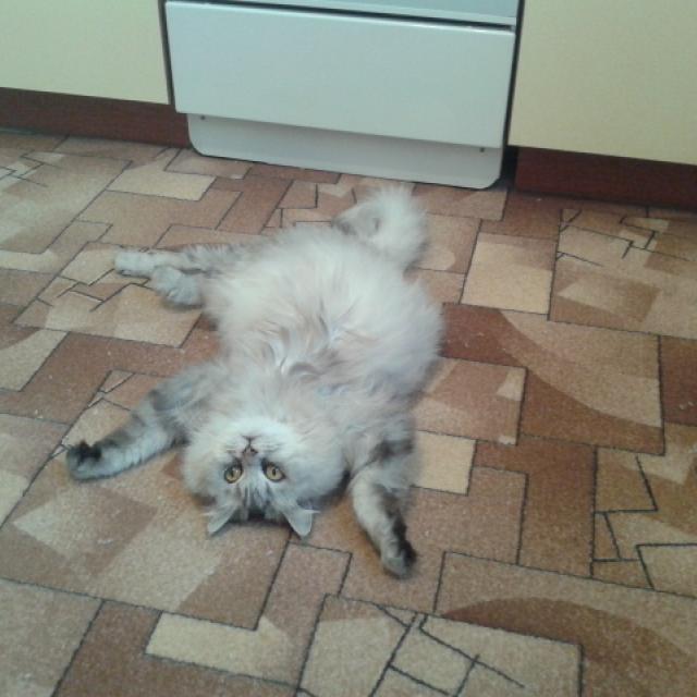 УРА!!! Хозяйки вернулись с дачи!!!!