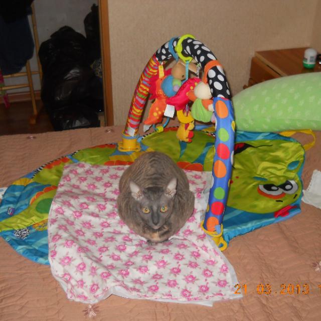 Багира проверяет игрушечный комплекс