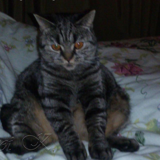 Шотландская кошка. Мила