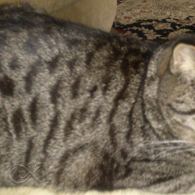 Шотландская кошка. Мила