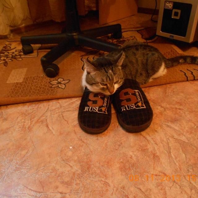 Барсик в тапочках