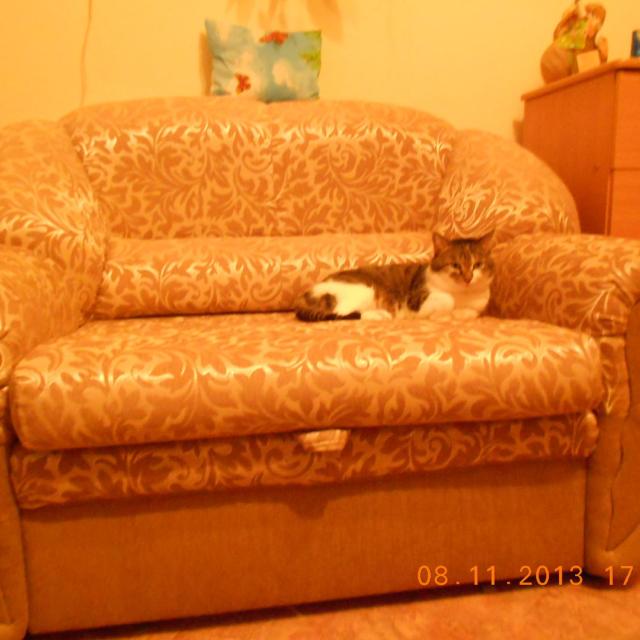 Барсик на кресле