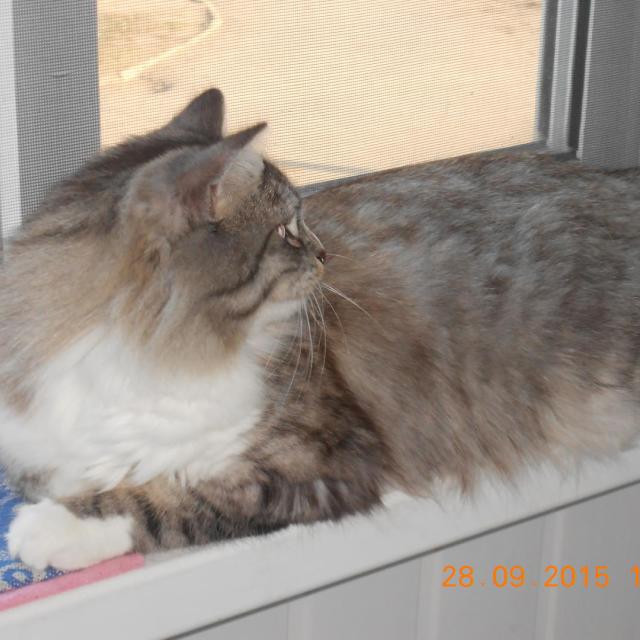 Вот Тишка вам