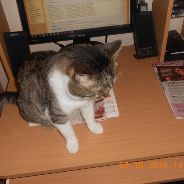 Долго Барсик думал, над таблицей стилей форума.