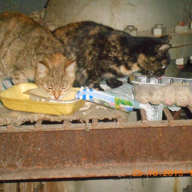 Кошки с теплотрассы