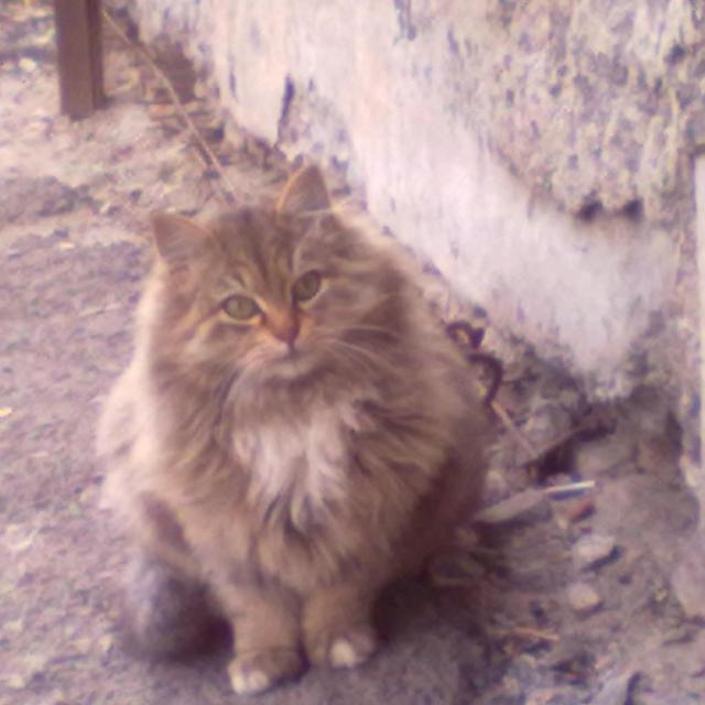 Шикарный котёнок