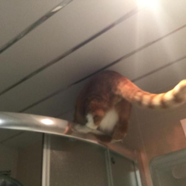 Поручик Рыжевский