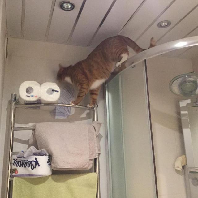 Поручик Рыжевский