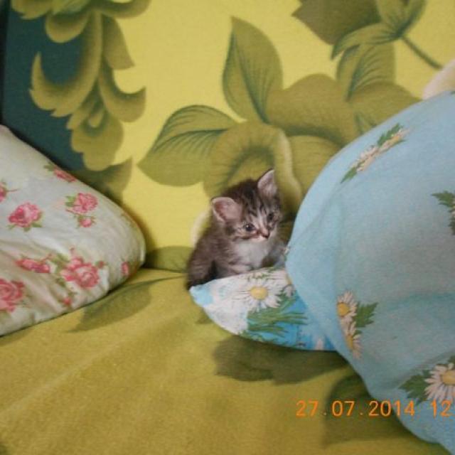 Дашенька чудо котёнок