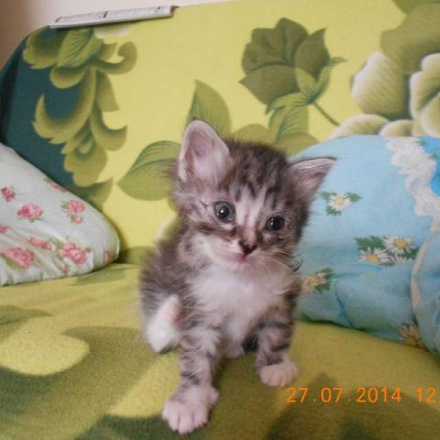 Дашенька чудо котёнок