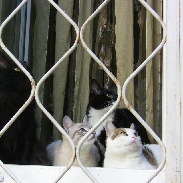 Сидим за решеткой)))