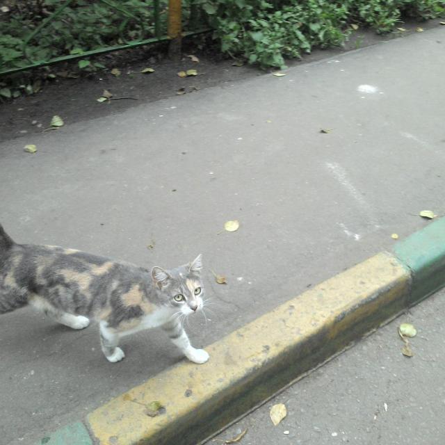 Дворовая красавица