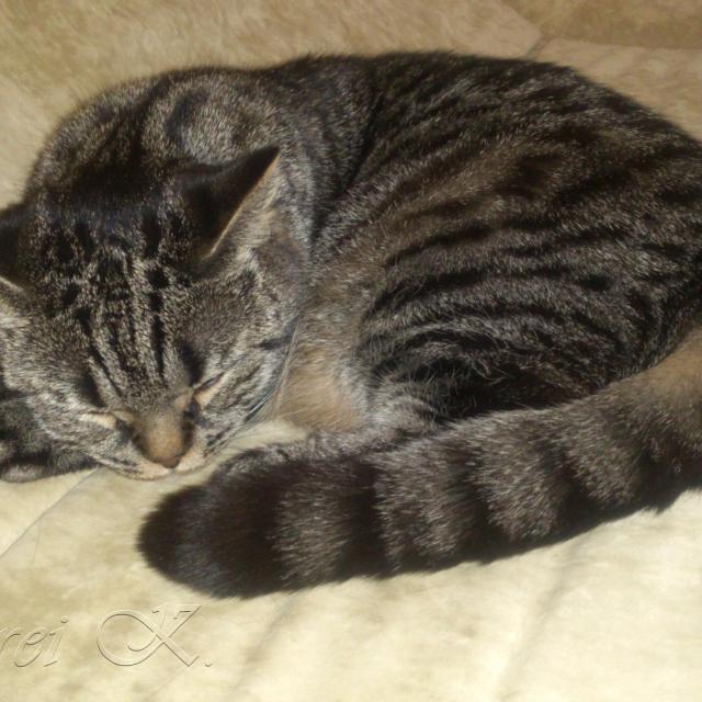 Шотландская кошка. Мила