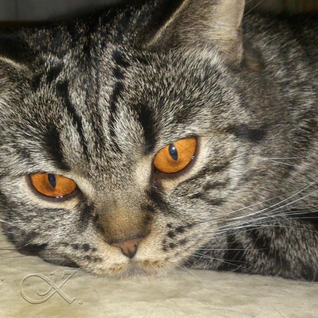 Шотландская кошка. Мила