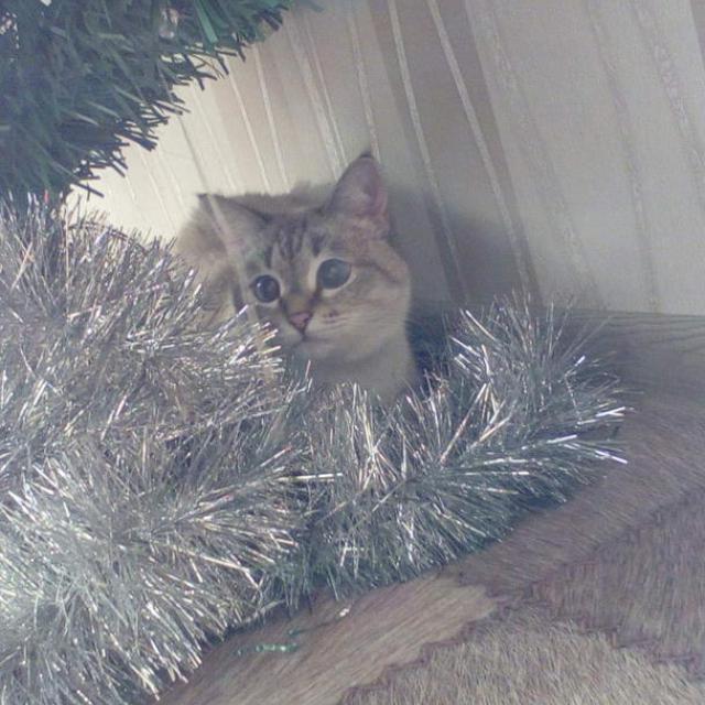 моя красавица Ласка