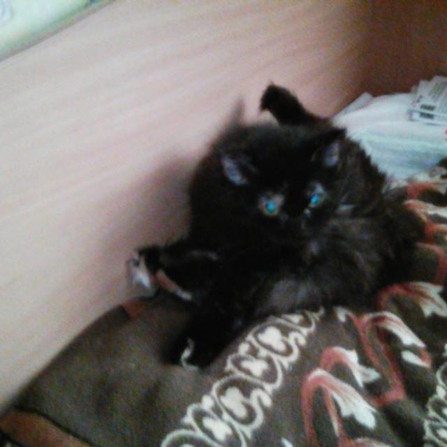 Любимицы Жуля и Муся))