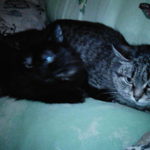 Любимицы Жуля и Муся))