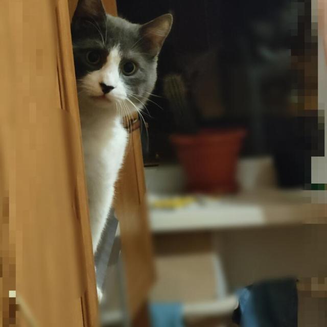 Кот из том и джери