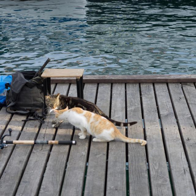 Кошки на рыбалке