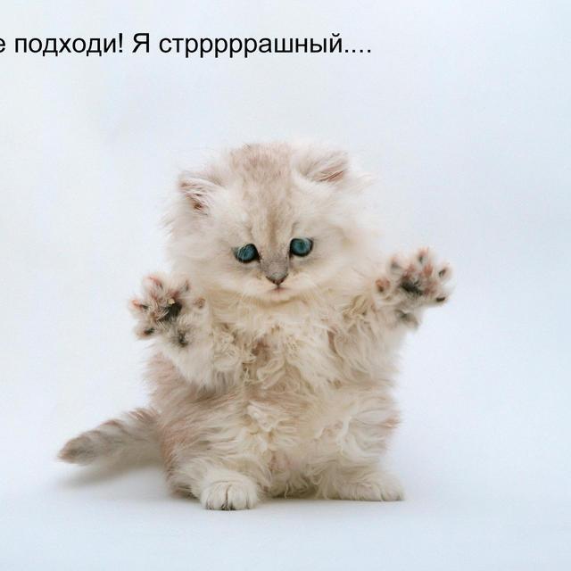 Котенок-мафиози