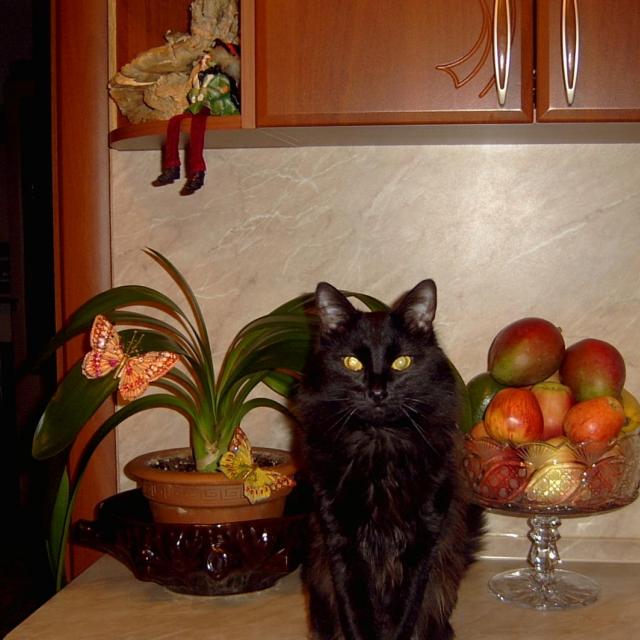 А кормить сегодня будут???