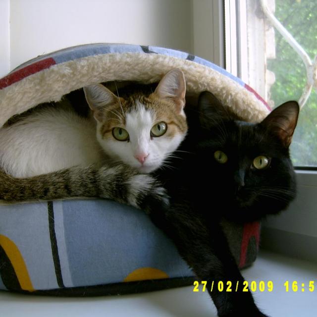 Голова профессора Доуэля???)))